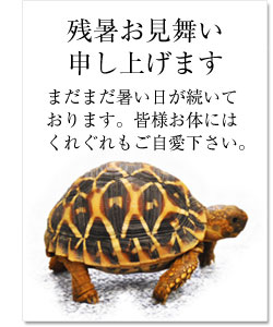 残暑お見舞い